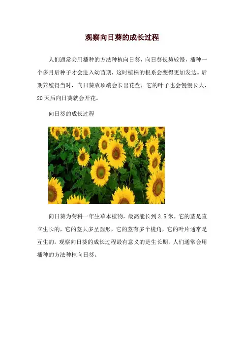 观察向日葵的成长过程