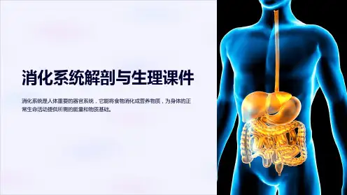 消化系统解剖与生理课件