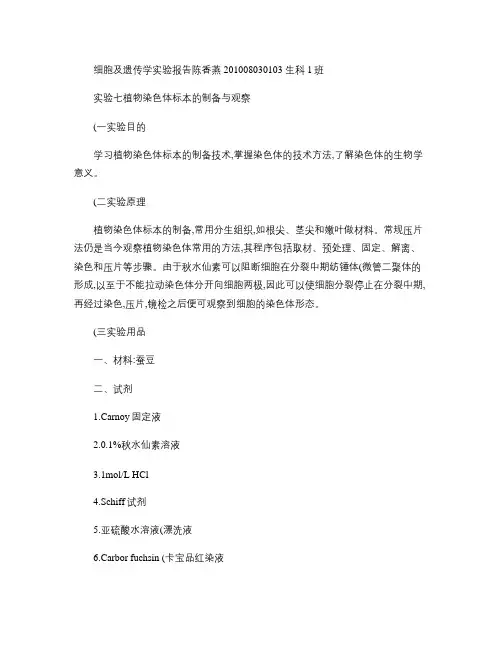 实验七 植物染色体标本的制备与观察实验报告(1)