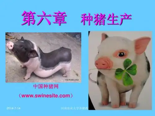 猪生产 河南农大课件