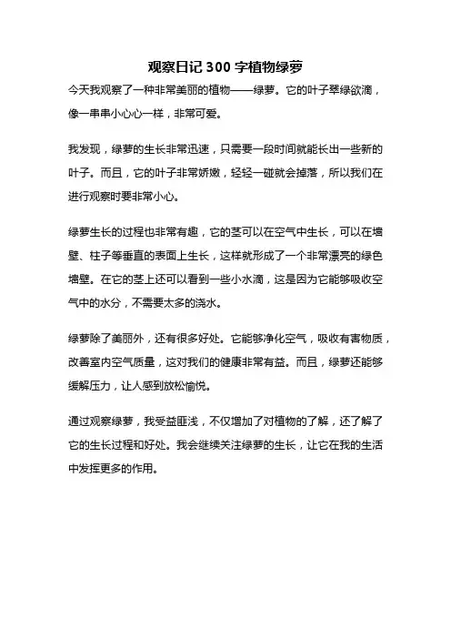 观察日记300字植物绿萝