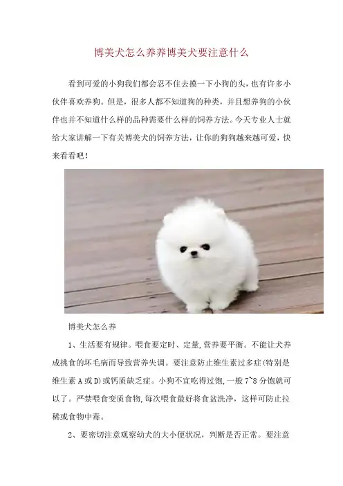 博美犬怎么养 养博美犬要注意什么