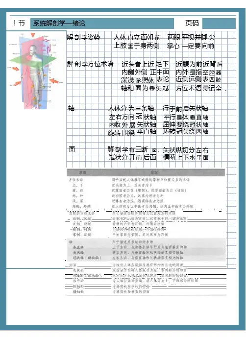 系统解剖学—骨学总论