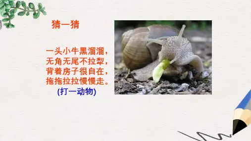 六年级语文上册《蜗牛慢条斯理的生活》课件2 语文A版