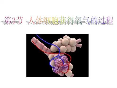 七年级下册生物课件 4102人体细胞获得氧气的过程课件1北师大版