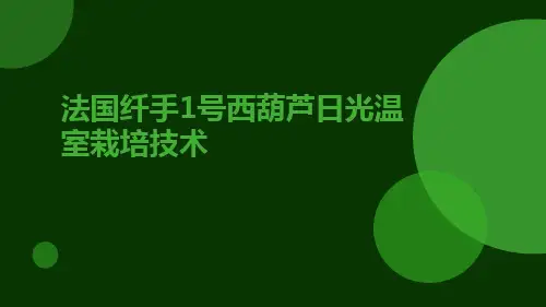 法国纤手1号西葫芦日光温室栽培技术