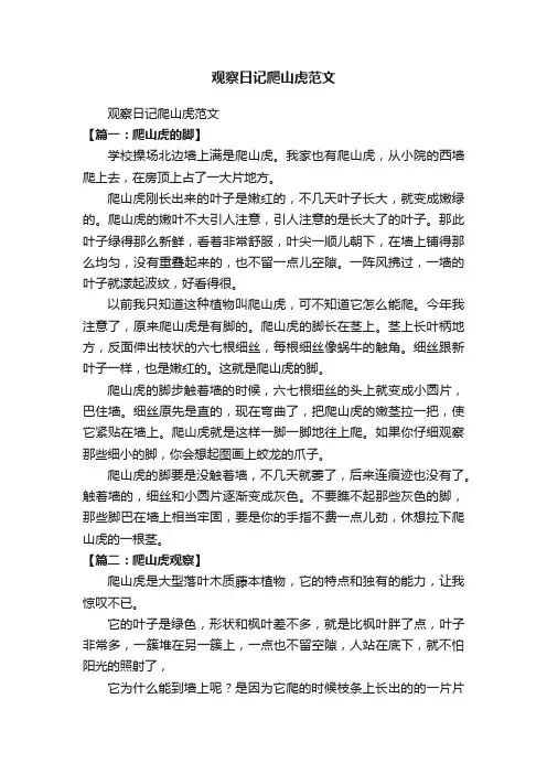 观察日记爬山虎范文