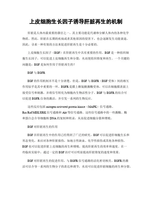 上皮细胞生长因子诱导肝脏再生的机制
