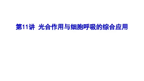 光合作用与细胞呼吸的综合应用-江苏省泗洪中学高三生物一轮复习课件(共22张PPT)