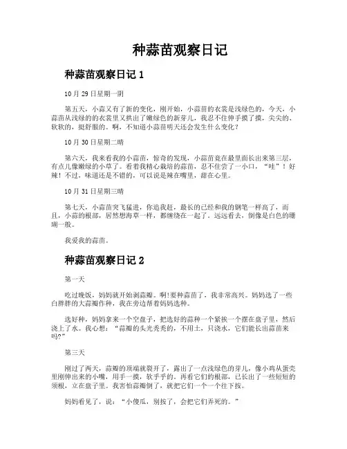 种蒜苗观察日记