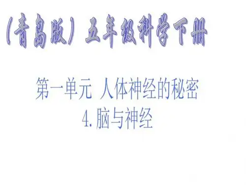 4《脑与神经》课件