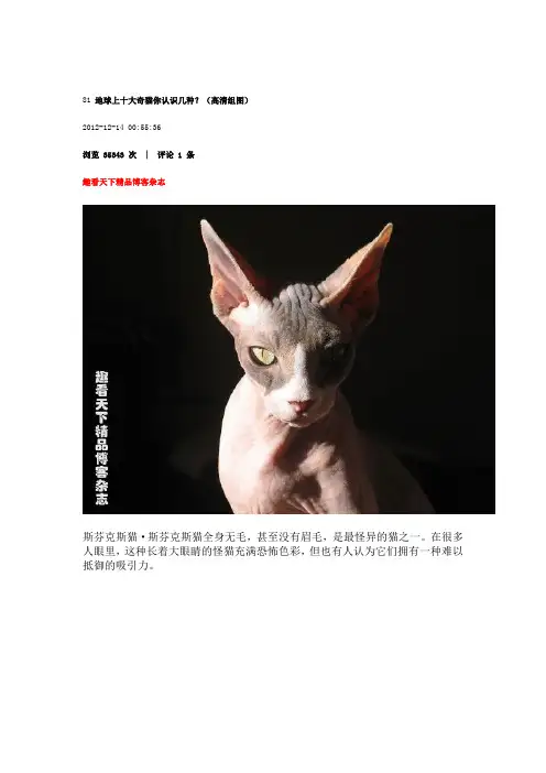 81 地球上十大奇猫你认识几种