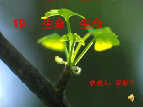 语文人教版四年级下册《生命生命》课件