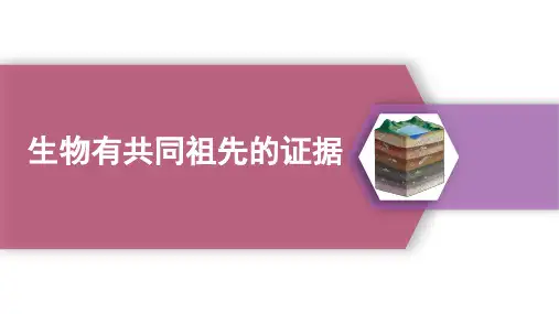 6.1生物有共同祖先的证据课件-高一下学期生物人教版必修2