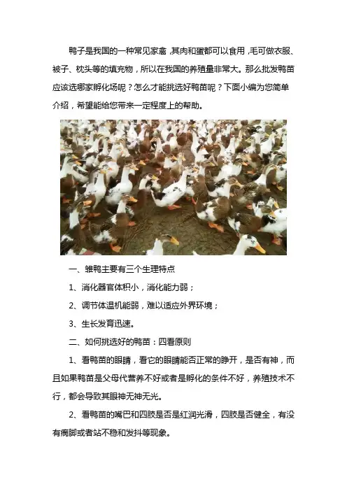如何挑选鸭苗