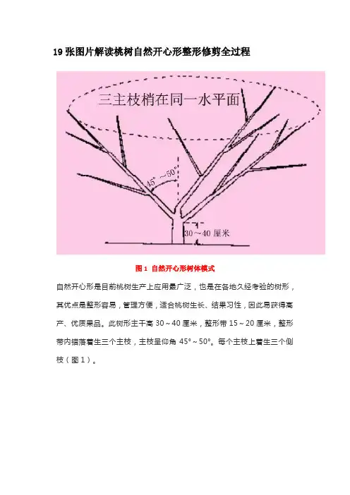 19张图片解读桃树自然开心形整形修剪全过程