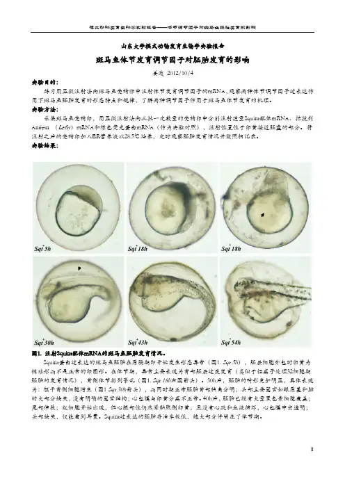 模式动物发育生物学实验报告——斑马鱼胚发育背轴节调节因子