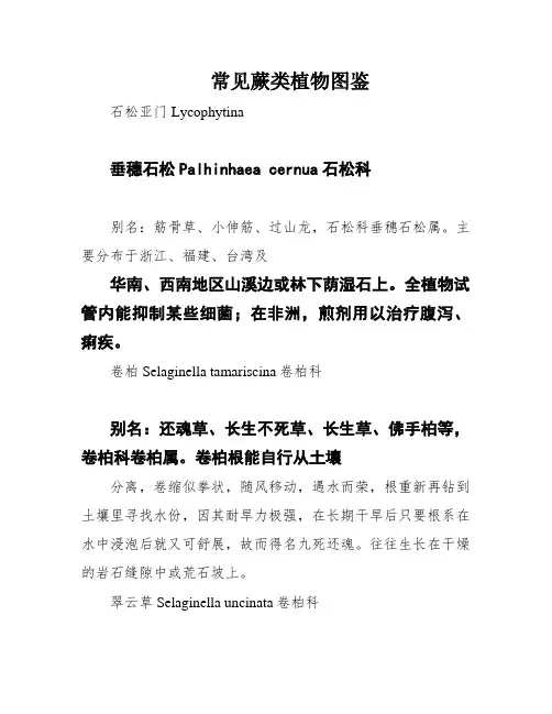 常见蕨类植物图鉴