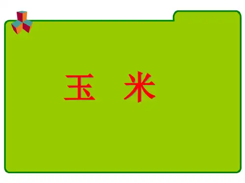 玉米一生 ppt课件