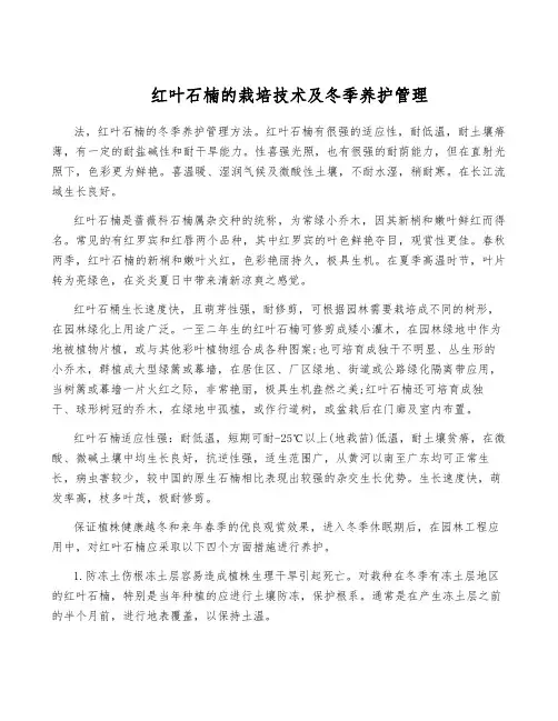 红叶石楠的栽培技术及冬季养护管理