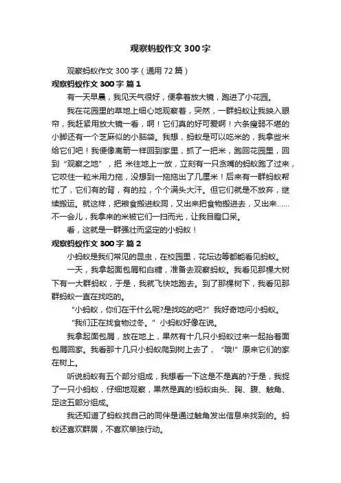 观察蚂蚁作文300字（通用72篇）