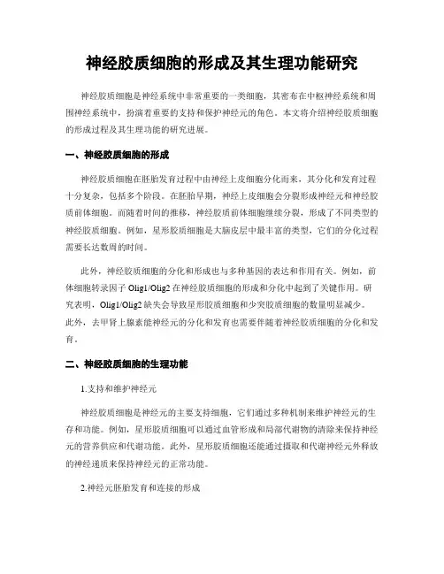 神经胶质细胞的形成及其生理功能研究