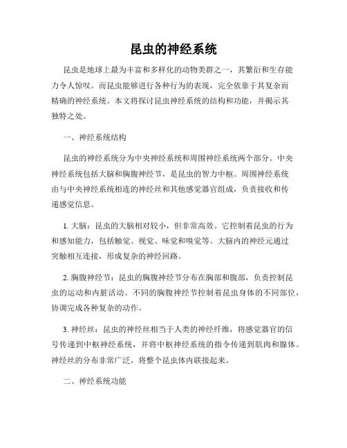 昆虫的神经系统