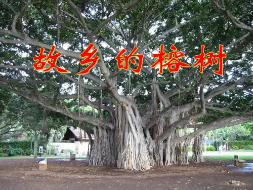 【高中语文】故乡的榕树ppt精品课件45