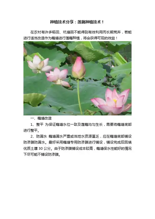 种植技术分享：莲藕种植技术！