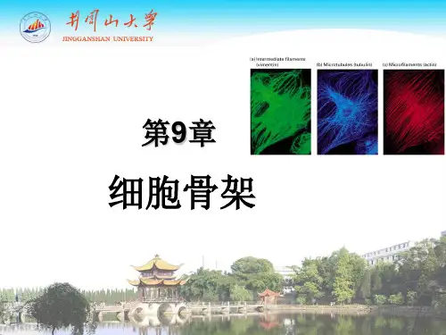 细胞生物化学第9章 细胞骨架与细胞运动