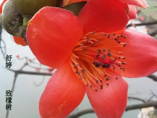 致橡树_舒婷_PPT课件