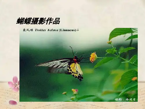 台湾蝴蝶甲天下PPT教学课件