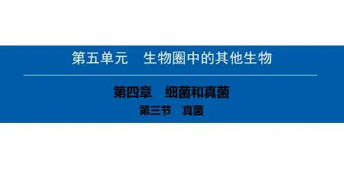 最新人教版八年级生物上册课件：第五单元第四章第三节 真菌