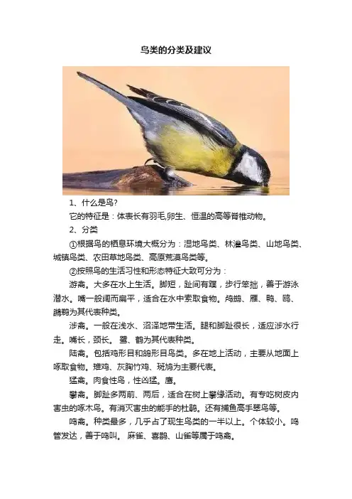 鸟类的分类及建议