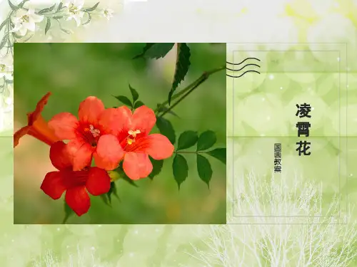 美术教案课件——2凌霄花课件(小燕子)国画花鸟
