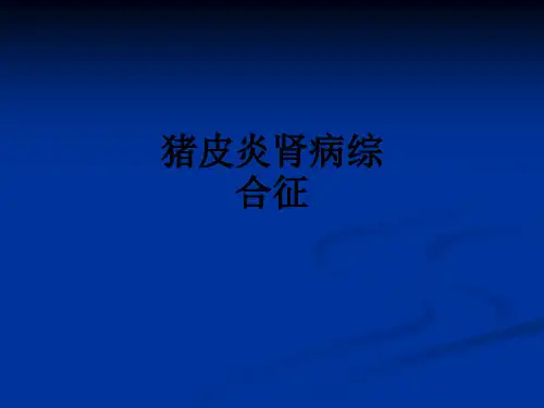 猪皮炎肾病综合征ppt课件