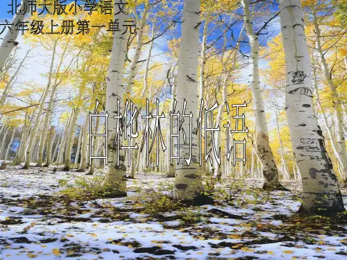 白桦林的低语课件北师大版六年级语文上册课件