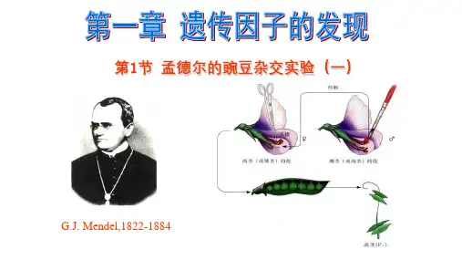 1-1孟德尔的豌豆杂交实验(一)课件高一下学期生物人教版必修2