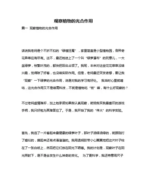 作文《观察植物的光合作用》