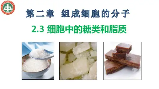 人教版生物必修一2.3 细胞中的糖类和脂质
