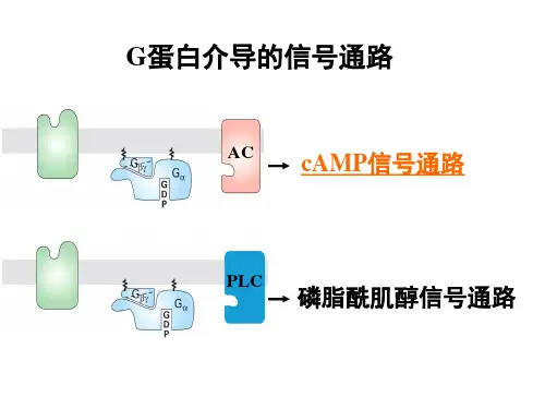 医学细胞生物学 1 G蛋白介导的信号通路精品PPT课件