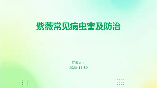 紫薇常见病虫害及防治