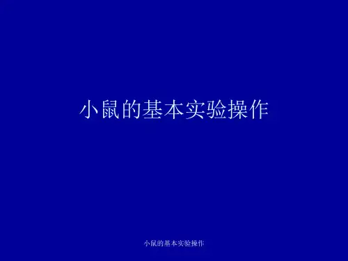 小鼠的基本实验操作 ppt课件