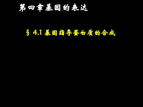 §4.1基因指导蛋白质的合成