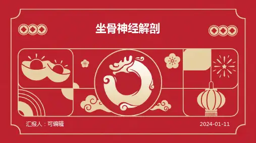 坐骨神经解剖