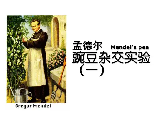 人教版高中生物必修课件：孟德尔的豌豆杂交实验一