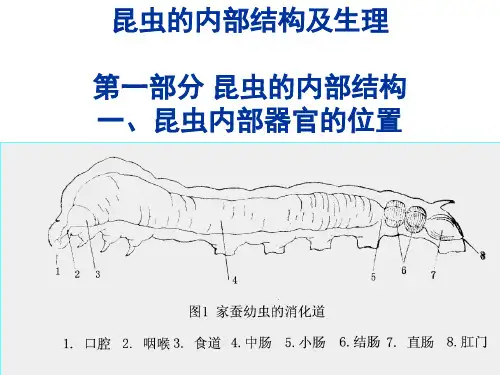 昆虫的内部结构及生理