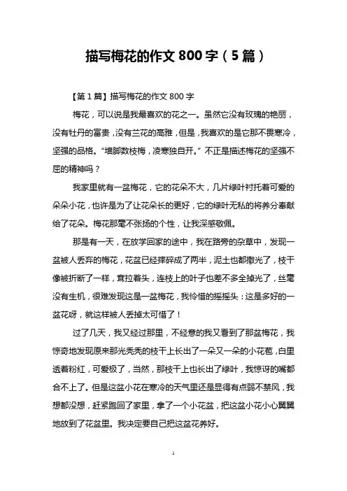 描写梅花的作文800字(5篇)