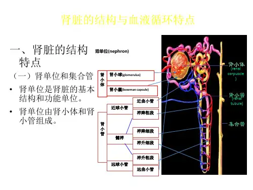 肾脏的结构与血液循环特点
