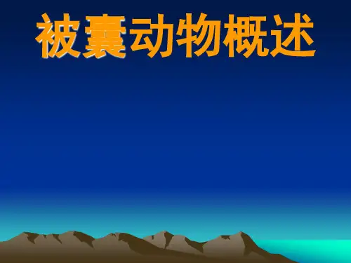 被囊动物概述.